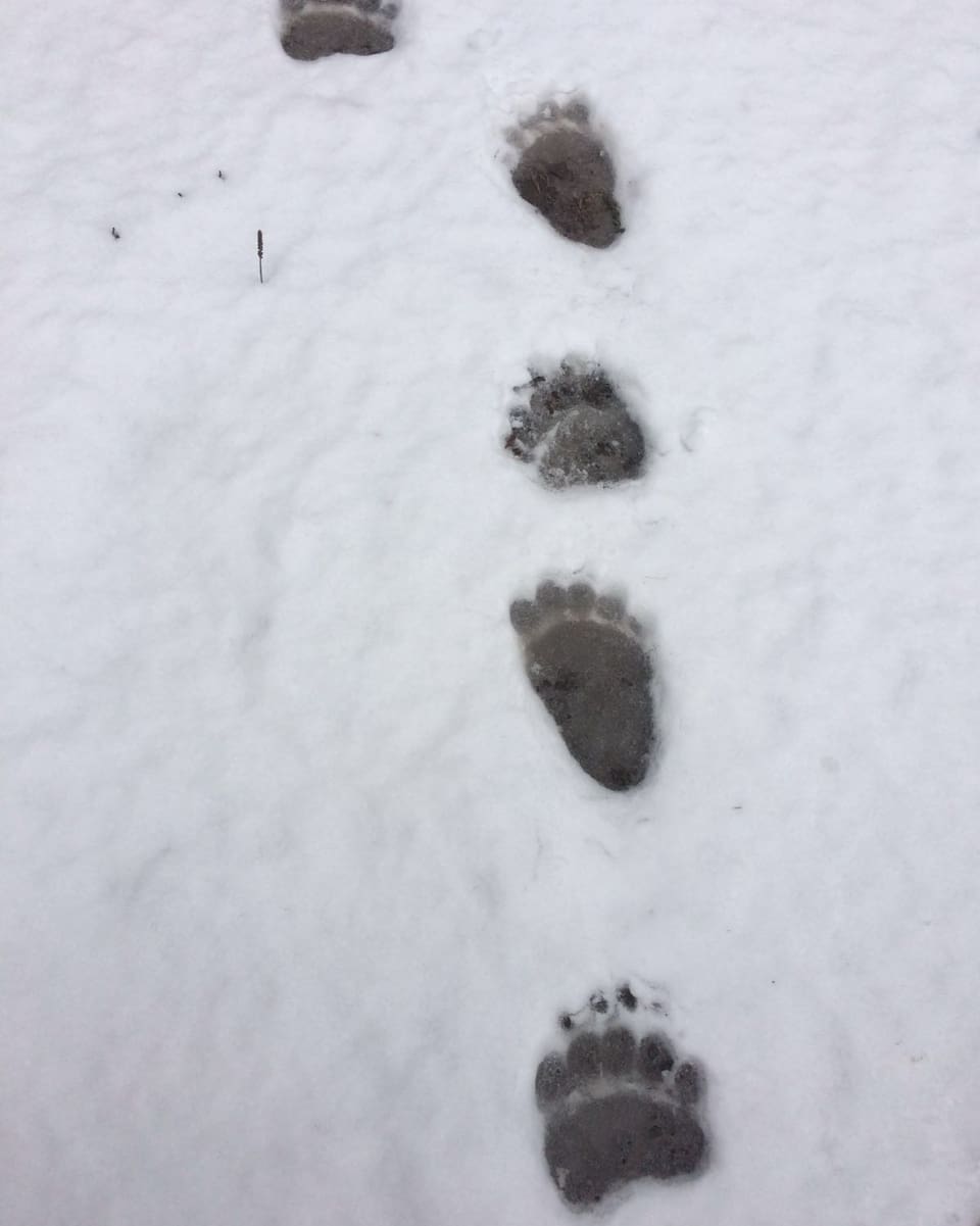 Fastizs d'urs tranter Susch e Zernez en la Val Giaraingia