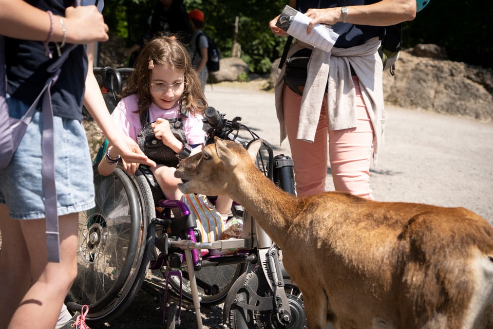 In highlight: Pavlar ils animals