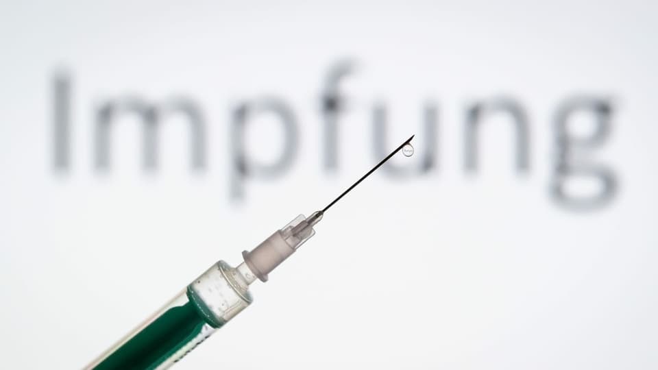 Purtret d'ina squitta cun vaccin. 