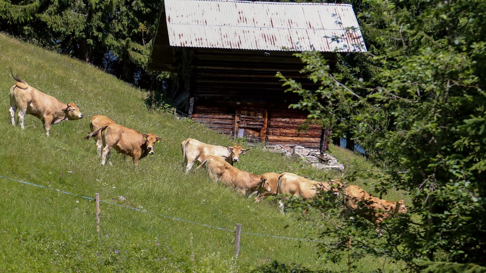 Otg vatgas sin la fugia davos tirs in clavà. 
