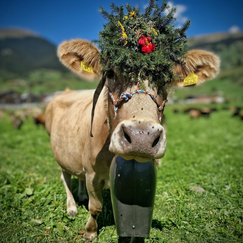 Kuh mit Blumenschmuck und Glocke 