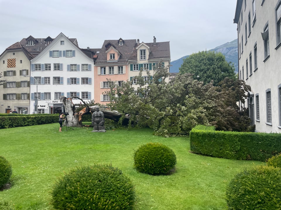 Blutbuche in Chur durch Sturm umgestürzt