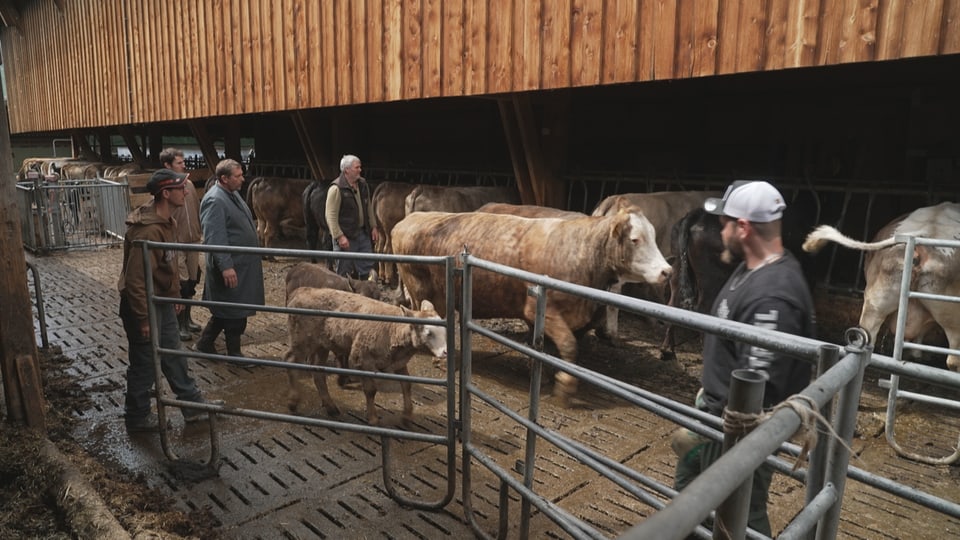 Kühe in einem Stall