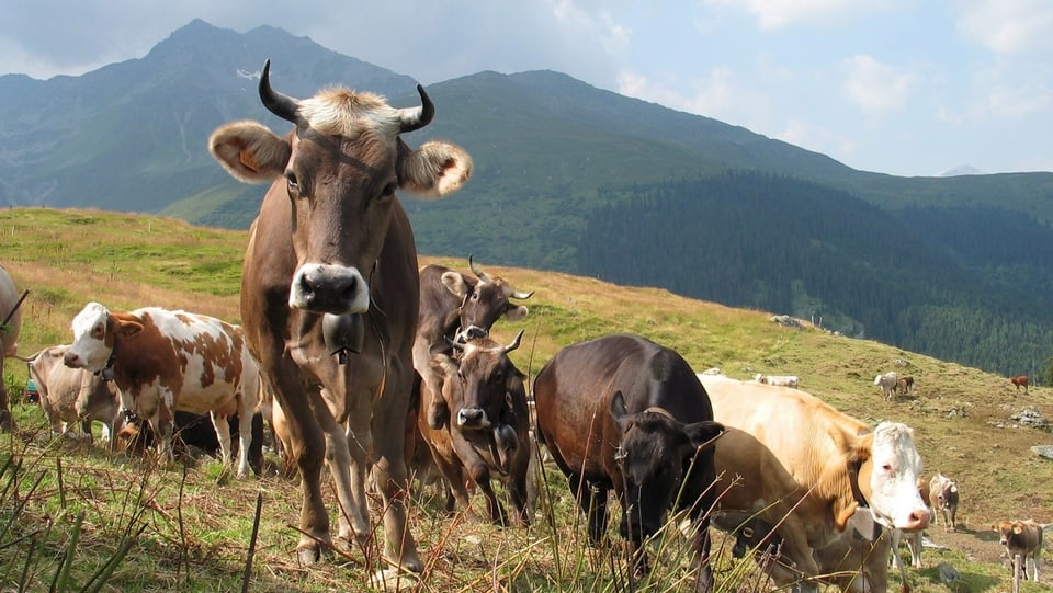 Vatgas che pasculeschan sin in'alp.