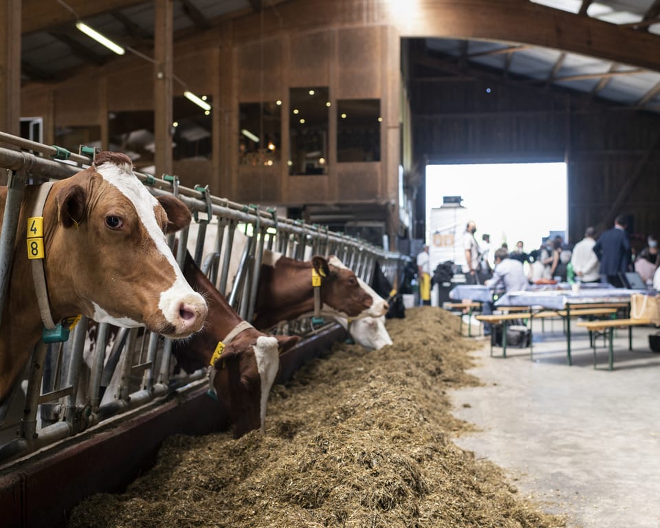 Kühe in einem Stall