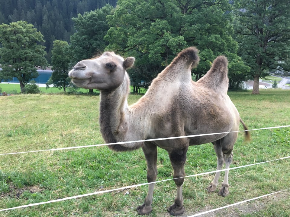 Il chamel Aladin sin il prà.