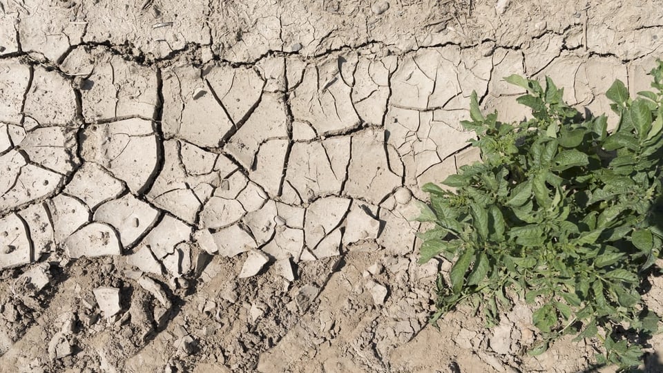 Saira: La midada dal clima e la sfida per l'agricultura