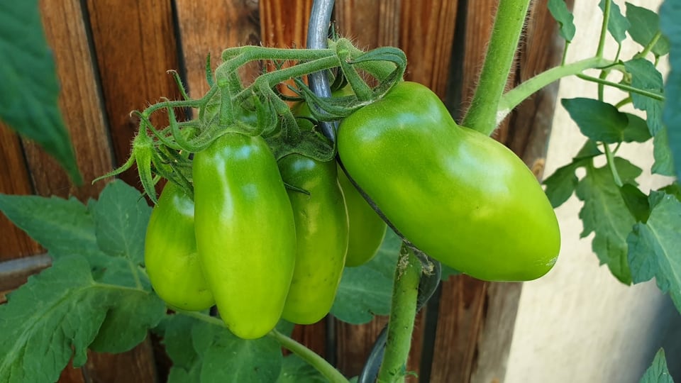 Tomatas.