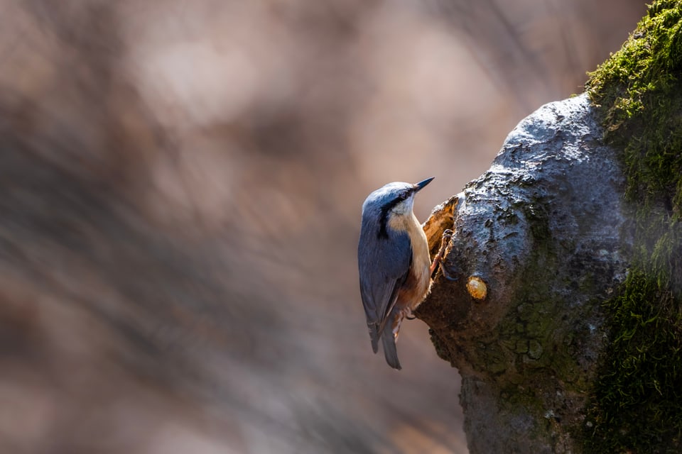 Die Stunde der Gartenvögel Vögel Birdwatching Vogelbeobachtung Vogel Ornithologie