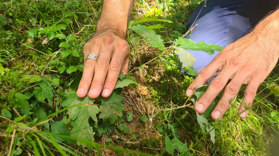 Eine der Herausforderung für die natürliche Verjüngung des Waldes ist der Wildverbiss.