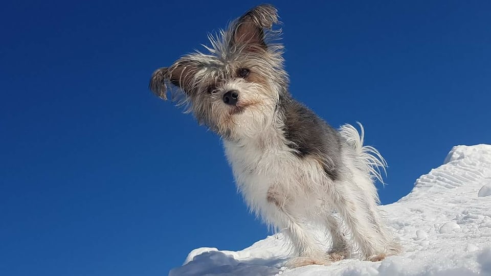 in chaun en la naiv - Il "bubi" d'Andrea Böttcher.