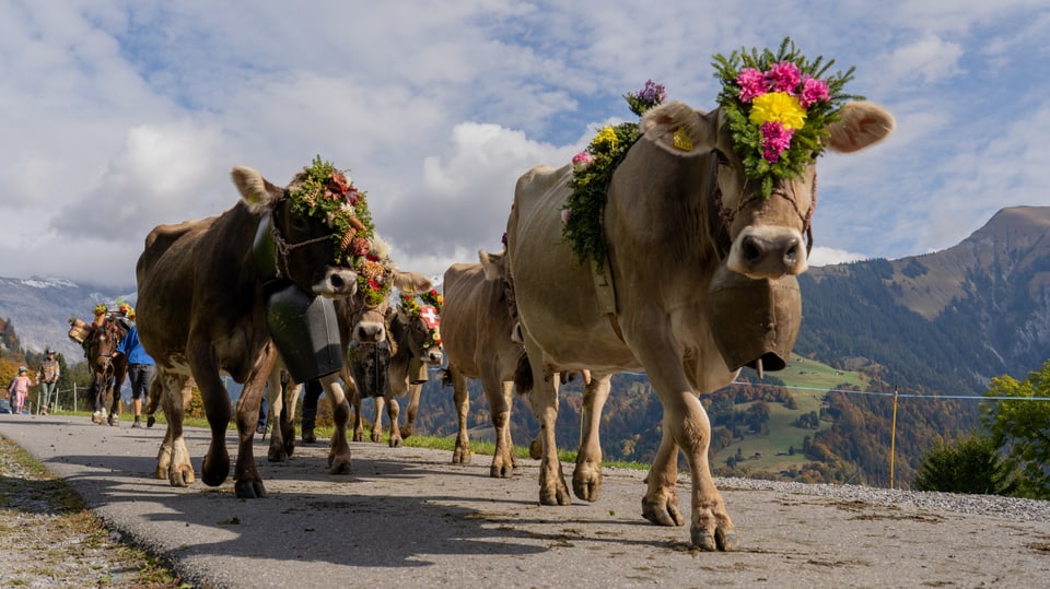 Alpabzug im Prättigau mit Kühe