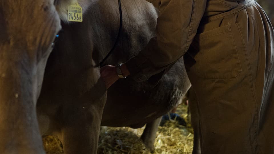 Purtret d'in veterinari che taidla cun stetoscop il cor d'ina vatga. 
