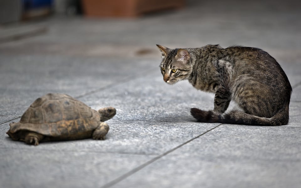 Katze und Schildkröte