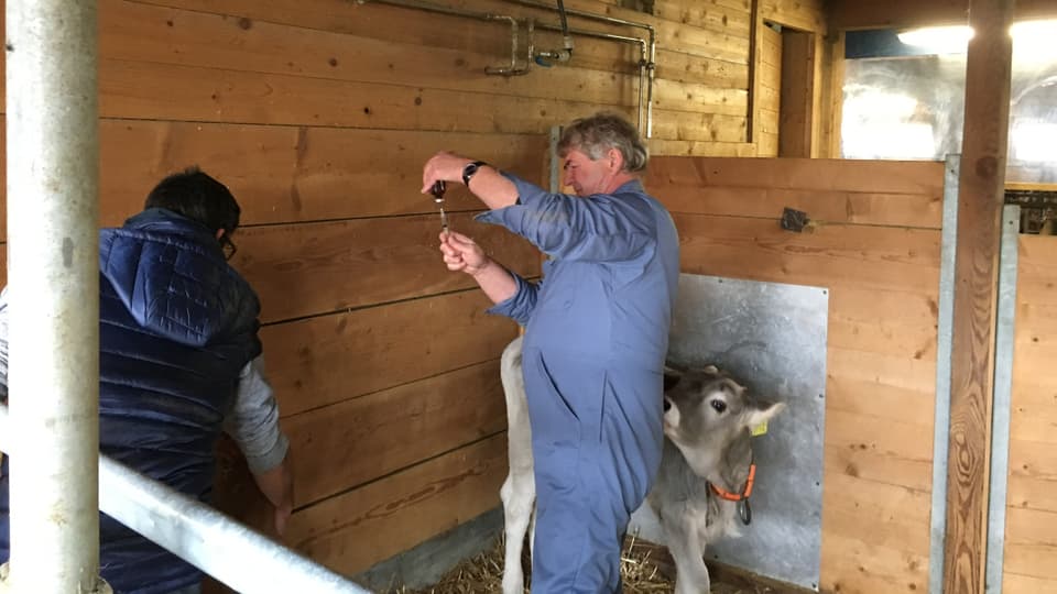 Il veterinari Markus Zinsli prepara la sedaziun.