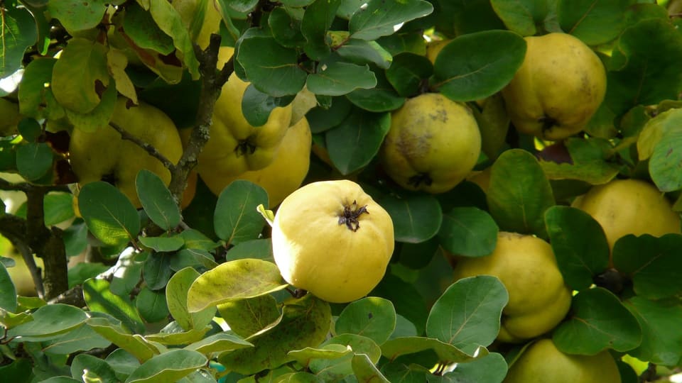 Cudogns anc vi da la planta.