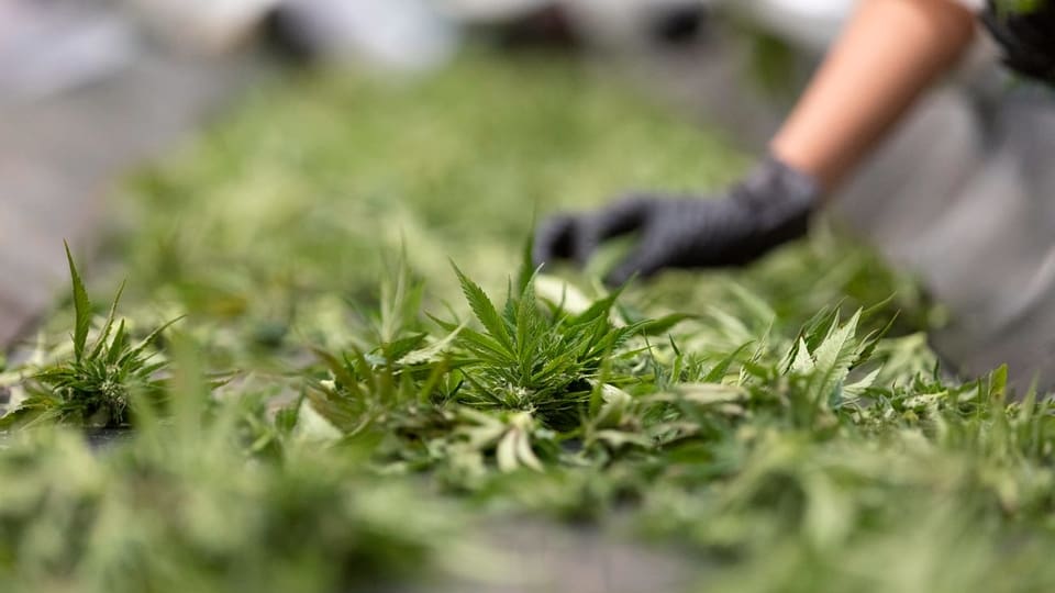 Cannabis che vegn raccoltà per setgentar.