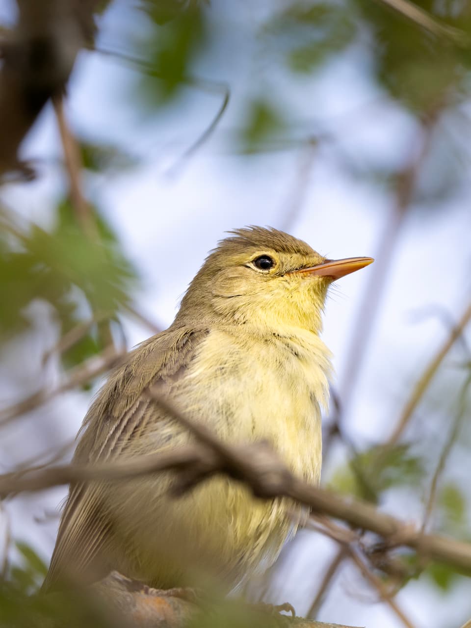 Die Stunde der Gartenvögel Vögel Birdwatching Vogelbeobachtung Vogel Ornithologie