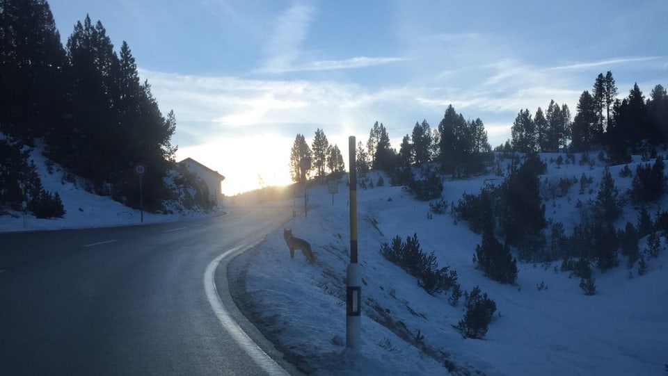 Il giuven luf en vischinanza da la via chantunala Süsom Givè.