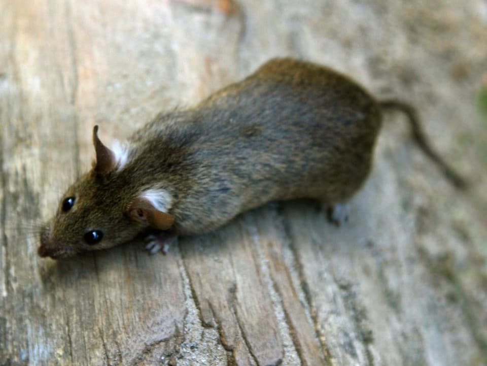 Il ratun grisch datti anc savens. Il ratun da chasa, ch'è nairs, na datti quasi betg pli. 