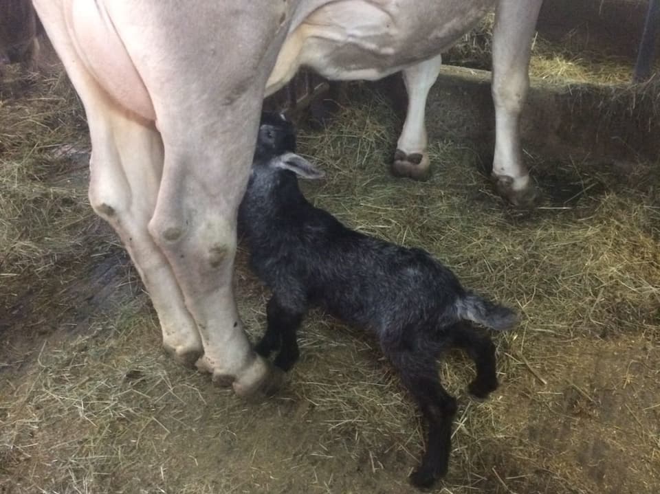 L'ansiel preferi da Brida Mathiuet