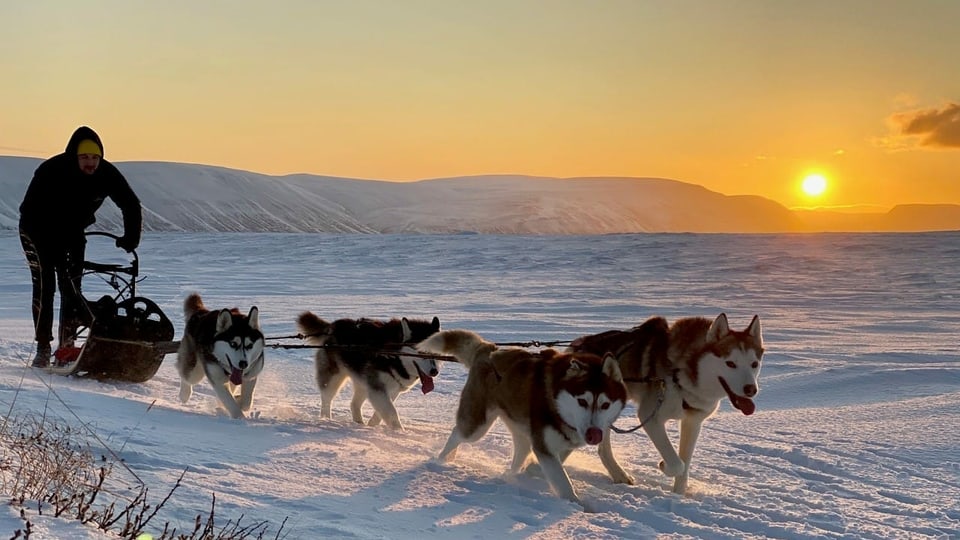 Purtret dad ina schlieusa e huskys