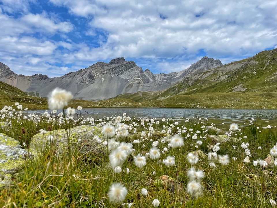 Lai da Ravais-ch cun Piz Ducan davostiers Berg im Hintergrund, Wollgras im Vordergund, schöner Bergsee im Sommer