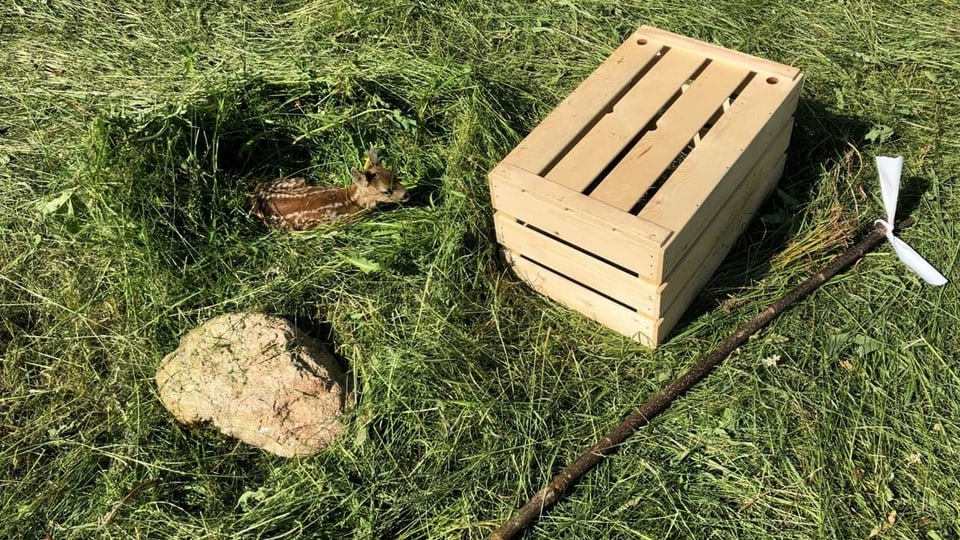 Purtret d'in chavrielin spendrà. 