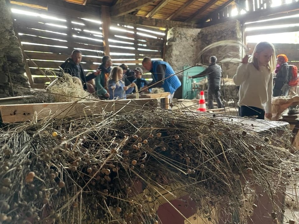 Grosses Interesse an der Flachs-Brächete in einem Heustall in Sta. Maria. 