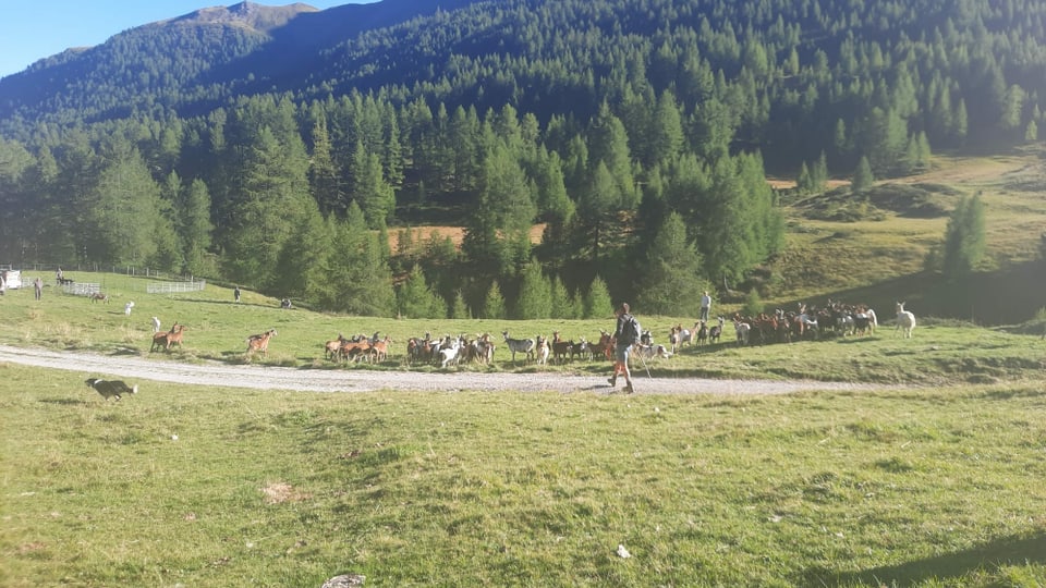 Geiss auf der Alp Valer