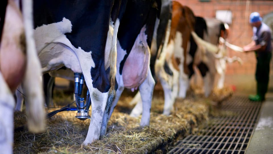 Temps betg simpels per ils purs: uschia vegn era il pretsch da latg sbassà il november sin 62 raps per kilo latg.