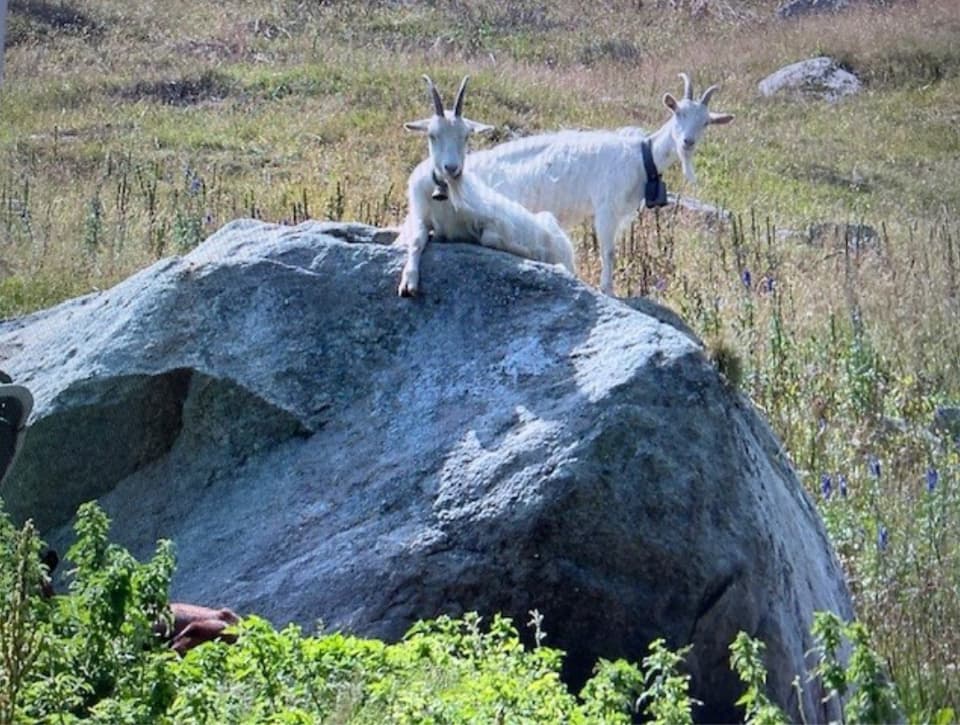 2 weisse Ziegen auf einem Felsen in der Gegend von Sedrun.