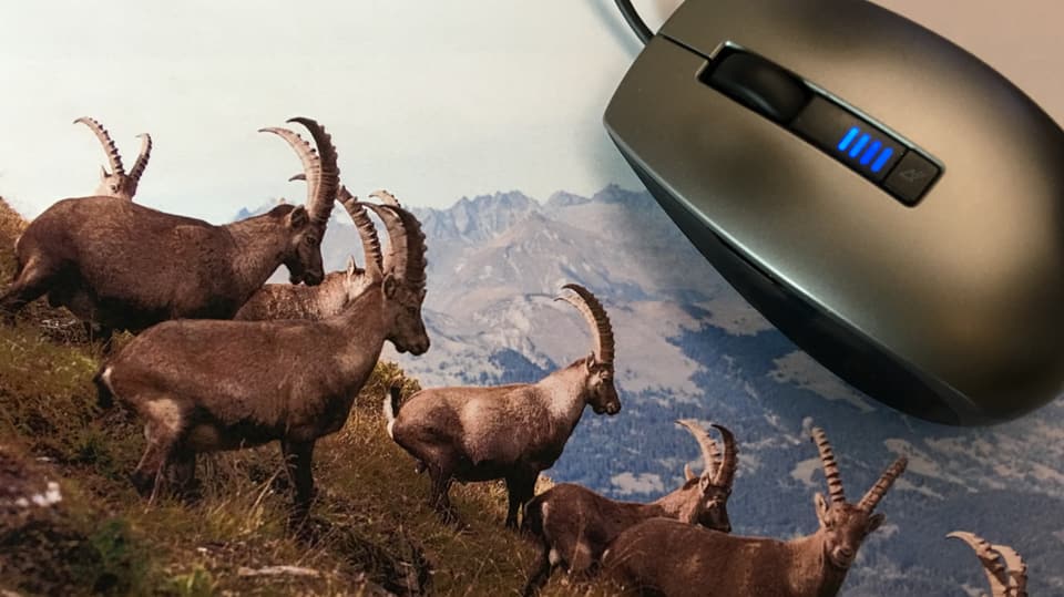 Ina mieur sin in purtret cun capricorns.