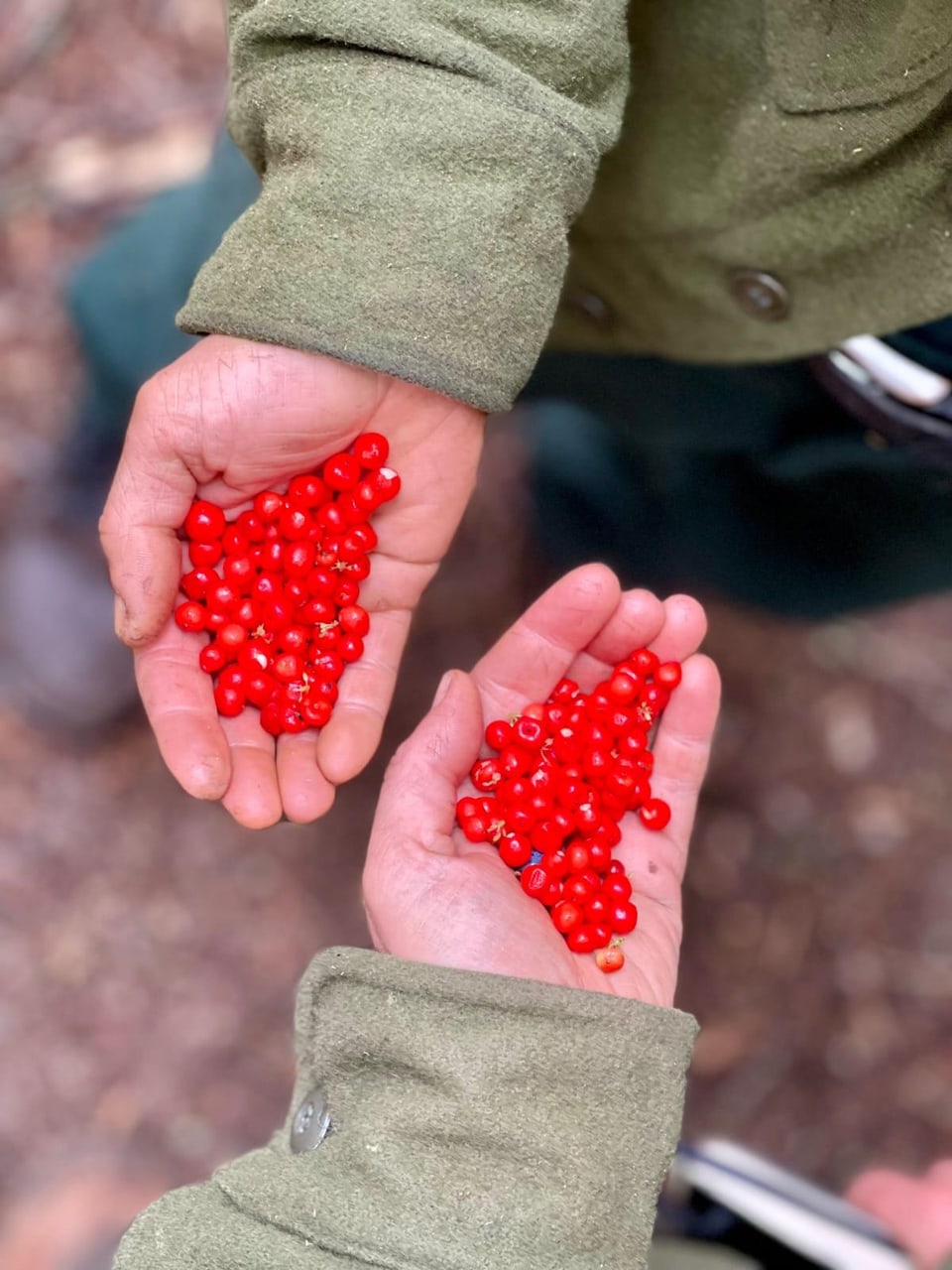 Rote Beeren in Händen