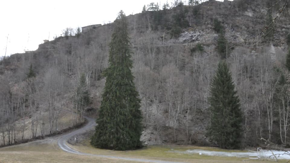 pli grond pign da la Svizra