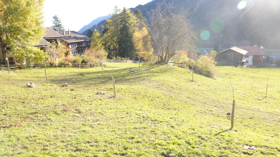 Pumera giuvna sin in prà 