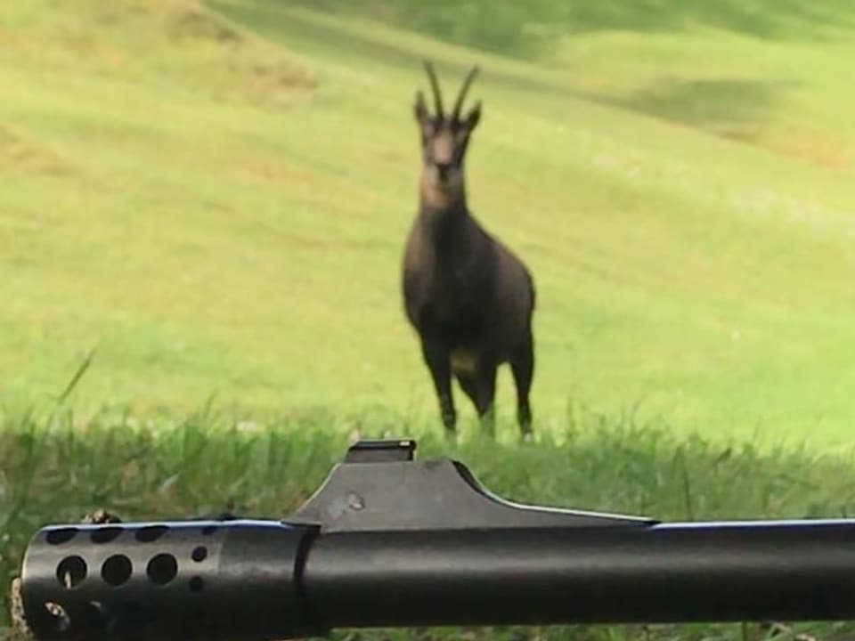 Buis e davos tier in chamutsch durant lajegiar.