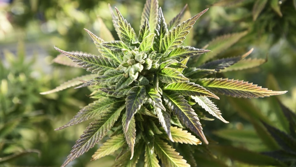 plonta da Cannabis