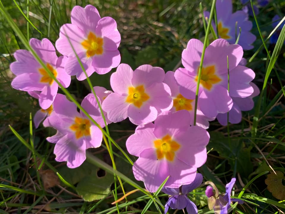 primulas violetas