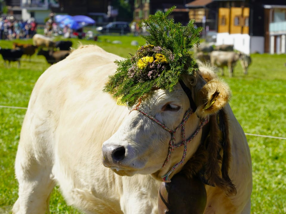 Kuh mit Blumen am Alpabzug in Brigels 