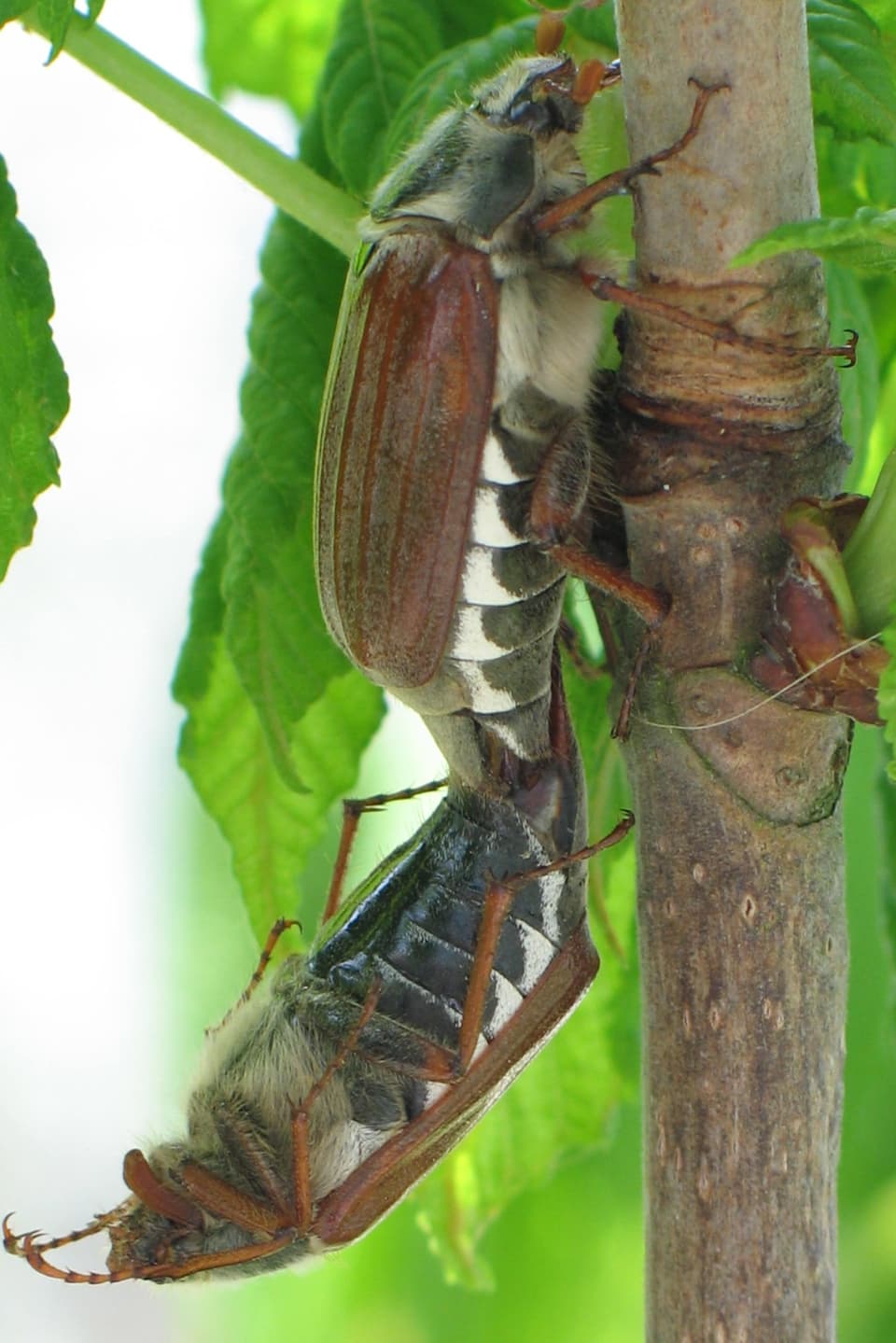 Buccarias fan amur