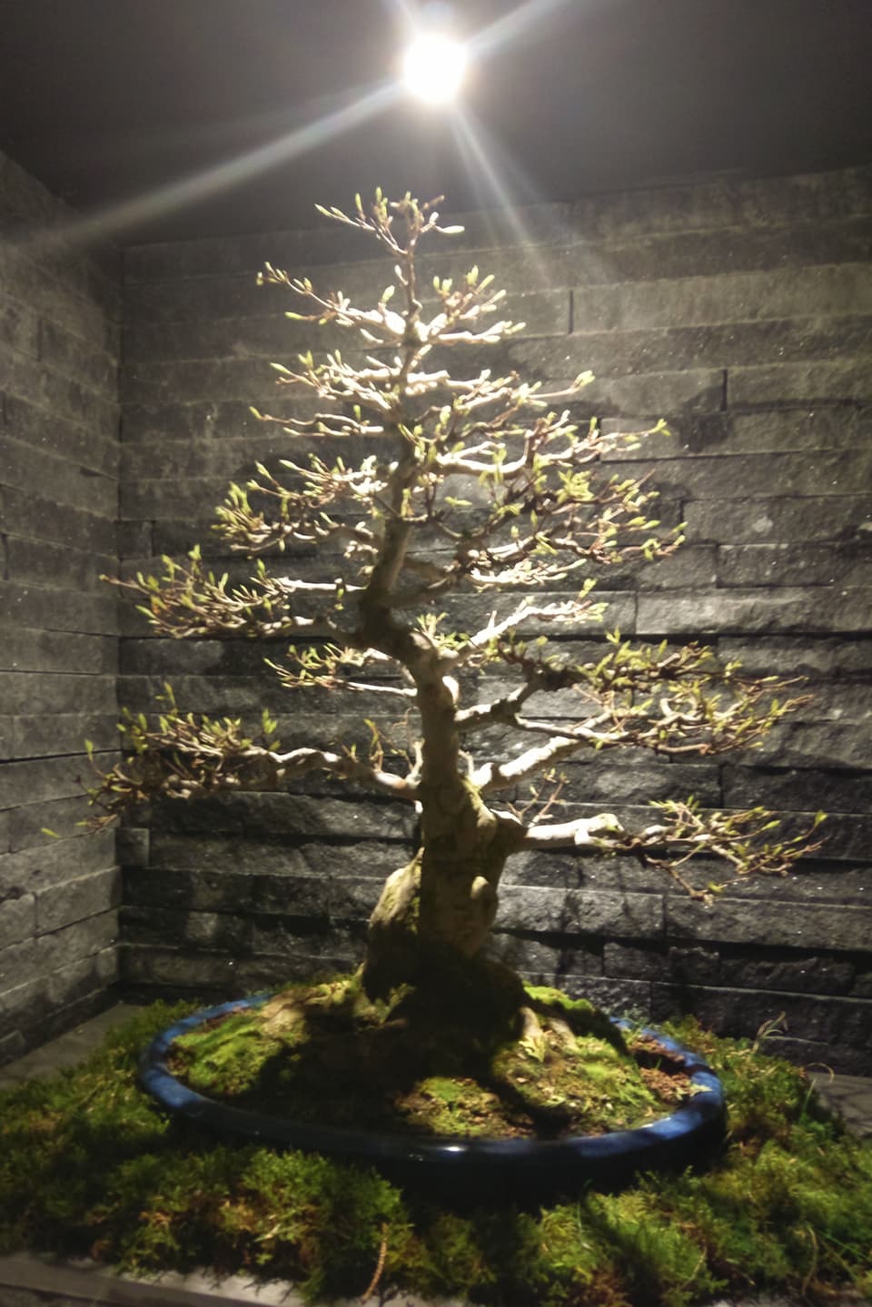 plantina da bonsai