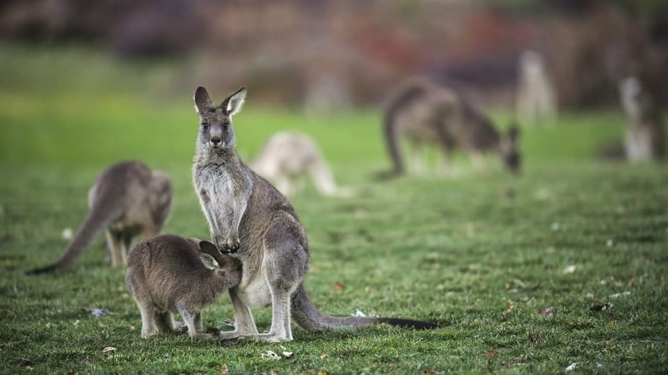 Australien:  Kängurus erschiessen oder verhungern lassen