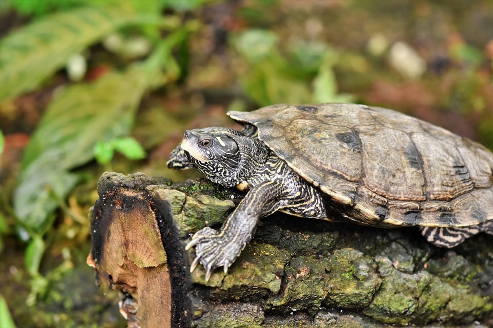 Moos Schildkröte