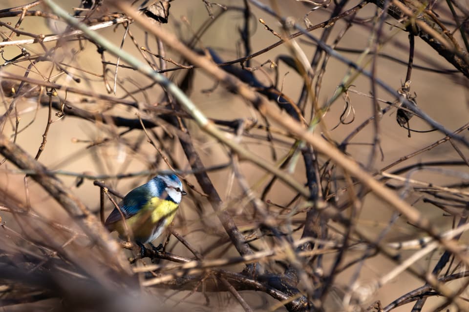 Die Stunde der Gartenvögel Vögel Birdwatching Vogelbeobachtung Vogel Ornithologie