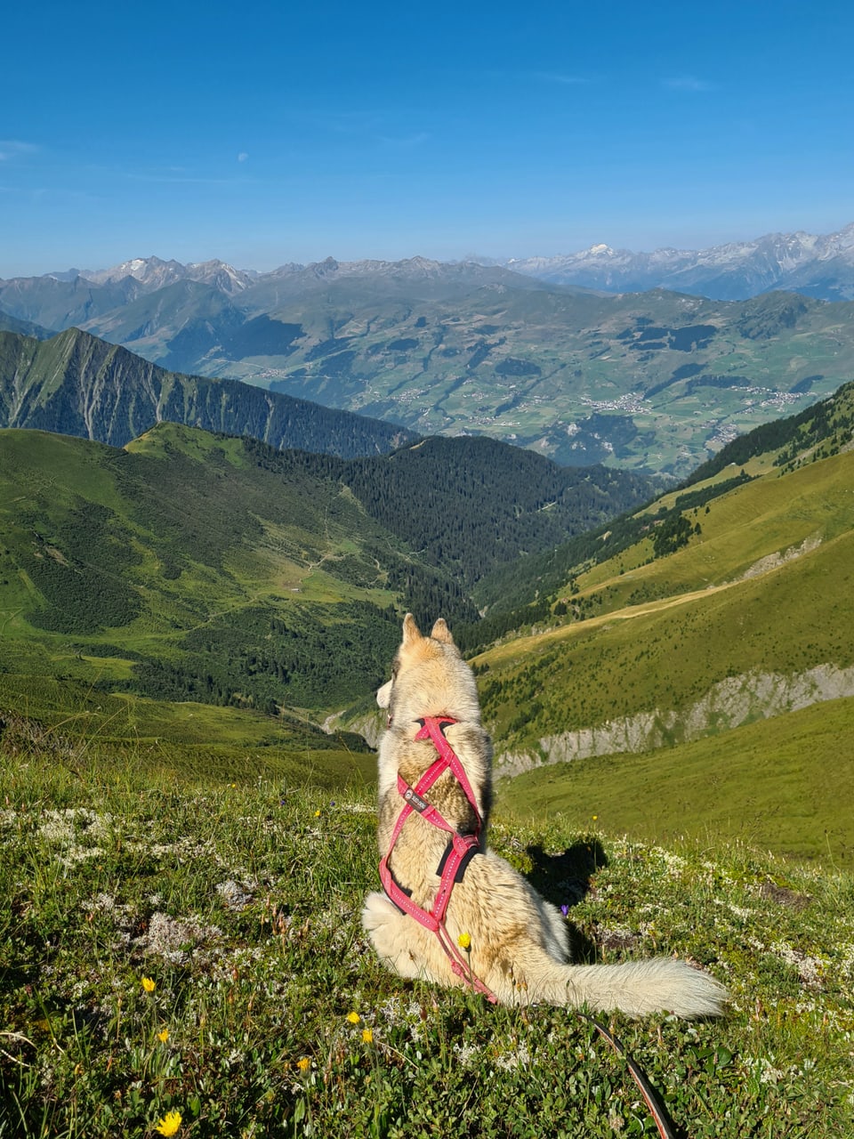 Boriz cun sguard direcziun  Val Lumnezia