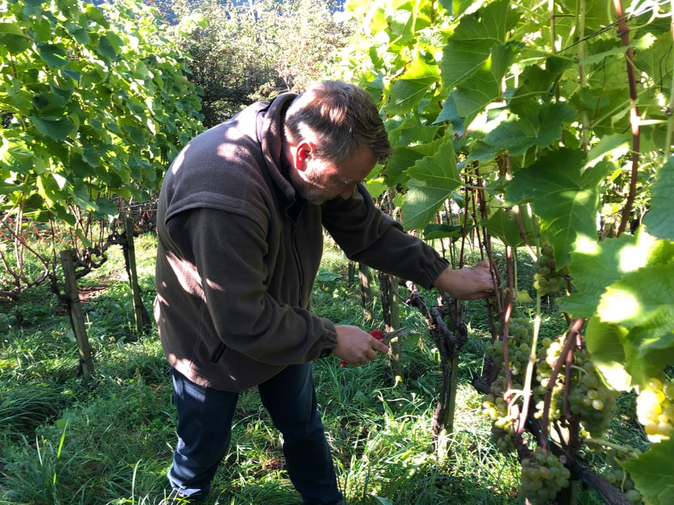 Gidanters rutinads che lavuran exact Um en la vigna