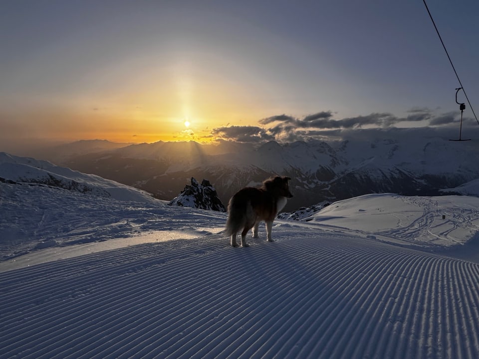 Sonnenaufgang mit Hund