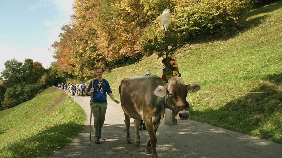 Alpabzug im Prättigau mit Kühe