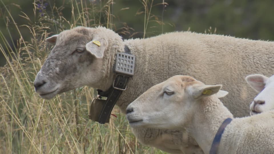 Schaf mit Pheromonbox um den Hals. Wolfsangriff hat trotzdem stattgefunden.